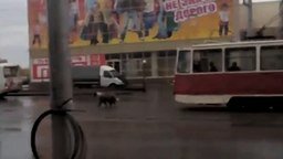 Пёс мешает трамваю