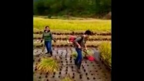 Смотреть Сбор риса в Китае
