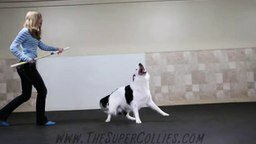 Танец собаки и её хозяйки