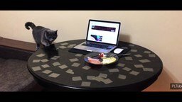 Смотреть Отучаем кота лазить на стол