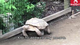 Смотреть Черепаха выручает черепаху