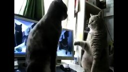 Смотреть Кошки играют в ладушки