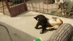 Смотреть Медвежонок против собаки