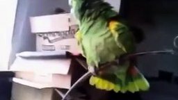 Попугай и оперный певец смотреть видео прикол - 4:16