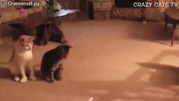 Кошки реагируют на лазер