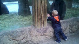 Смотреть Мальчик и детёныш гориллы играют в прятки
