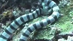 Смотреть Морская змея поглотила мурену