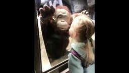 Смотреть Дети общаются со зверьми в зоопарке