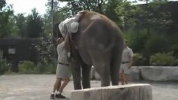 Смотреть Как залезть на слона