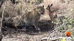 Леопард передумал есть малыша антилопы