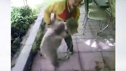 Мальчик борется с медвежонком
