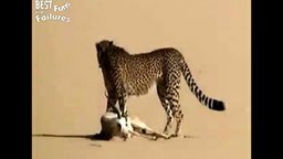 Гепард в помощь охотнику