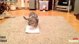 Смотреть Кошки против листка бумаги