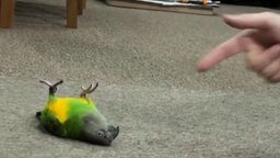 Попугай пародирует свою смерть