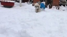 Собачка на снегу в замедлении