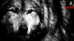 Смотреть Стих Душа волка