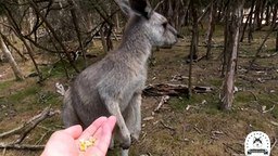 Смотреть Общение с кенгуру