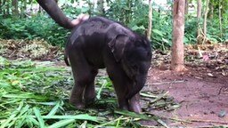Слонёнок пытается почесать хобот