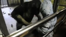 Девочка против шимпанзе