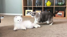 Реакции кошек на кота-робота