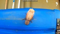 Смотреть Как из личинки вылупляется цикада