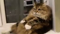 Самомассаж котяры