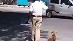 Полицейский помогает собаке-пешеходу