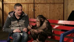 Смотреть Шимпанзе и планшет