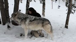 Смотреть Девушка и ручной волк