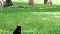 Смотреть Кот разгоняет оленей