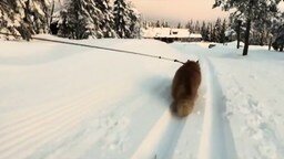 Кот тянет лыжницу