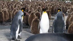 Весёлые пингвины