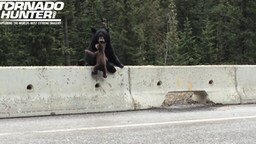 Медведица забирает медвежонка с проезжей части