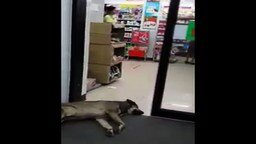Смотреть Смертельно уставший пёс перед дверью
