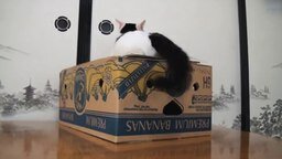 Смотреть Котики и коробки
