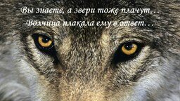 Любовь волка и волчицы