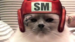 Коты боксируют! смотреть видео прикол - 1:00