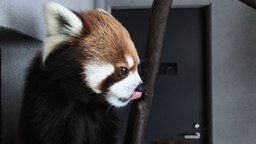 Забавная красная панда