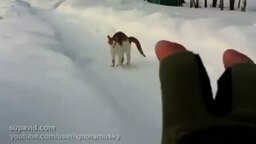Этот котик может быть опасен...