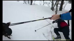 Глухарь распугал лыжников