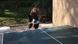 Пёс играет в пинг-понг