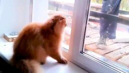 Кошка защищает свой дом от штукатура