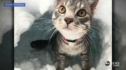Кот роет нору в снегу