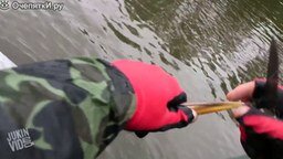 Рыбак спасает цаплю