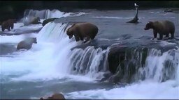 Смотреть Медведи на водопаде охотятся