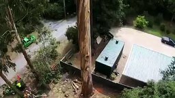 Смотреть Спиливание 40-метрового дерева