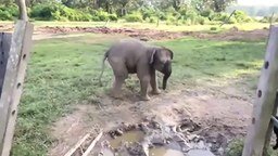 Слонёнок испугался козлёнка