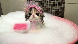 Смотреть Кошка принимает ванну