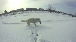 Смотреть Белая собака на белом снегу