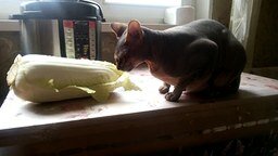 Сфинкс поедает листья капусты